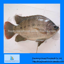 Gefrorene Tilapia Spezifikation